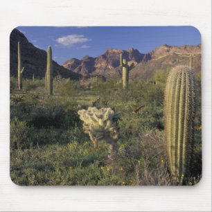 U.S.A., Arizona, Organ Pipe National Monument. Mouse Mat