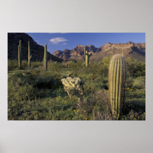 U.S.A., Arizona, Organ Pipe National Monument. Poster
