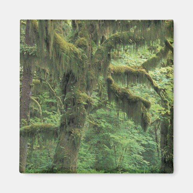 U.S.A., Washington, Olympic National Park. Magnet (Front)