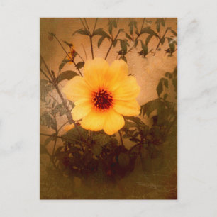 U Shine_ Postcard
