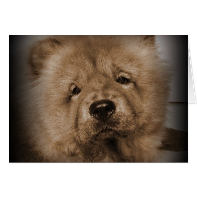 Udon,My Baby (Front Horizontal)