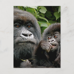 Ugandan Gorillas Postcard