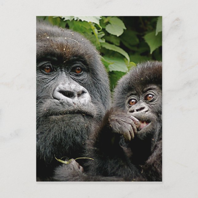 Ugandan Gorillas Postcard (Front)