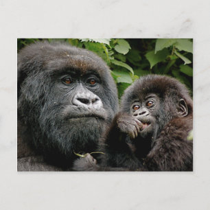 Ugandan Mother and Baby Gorilla Postcard