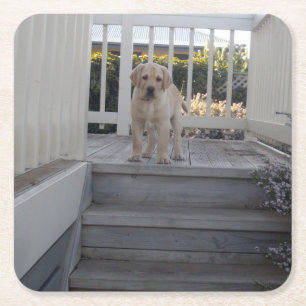 Ugg Stairs: Labrador Puppy Says No To Stairs, Square Paper Coaster