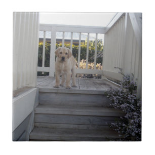 Ugg Stairs: Labrador Puppy Says No To Stairs, Tile