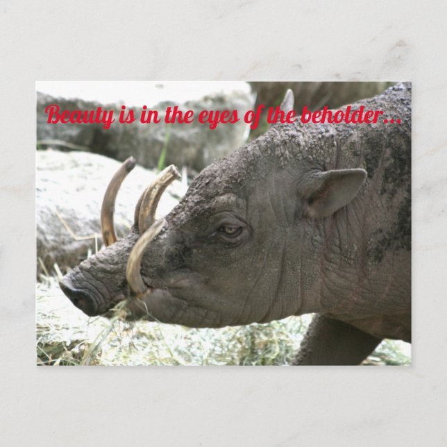 Ugly animals, Babirusa Postcard (Front)