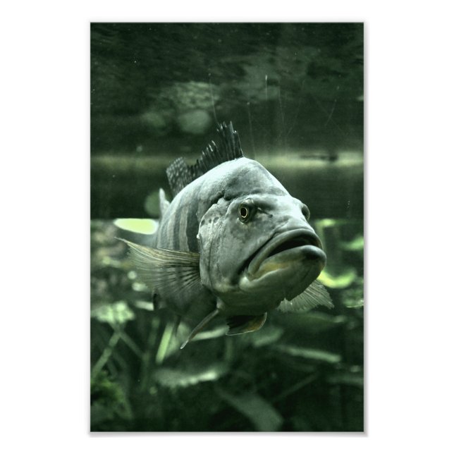 Ugly Aquarium Fish Photo Print (Front)