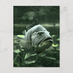 Ugly Aquarium Fish Postcard