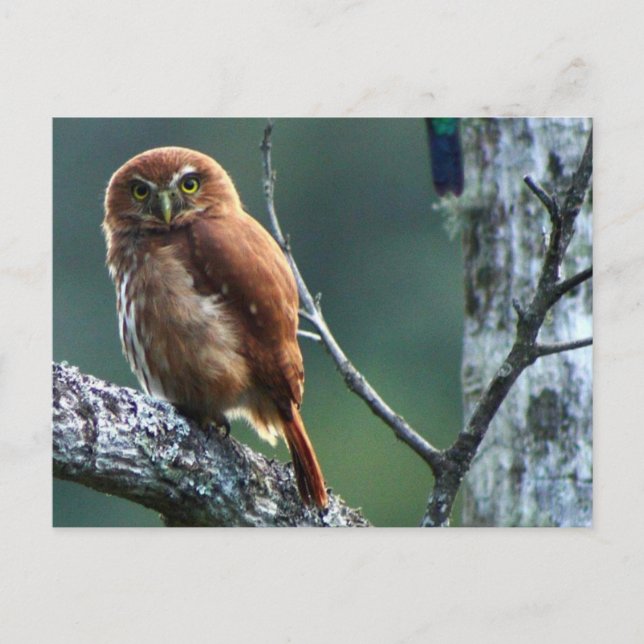 uil postcard (Front)