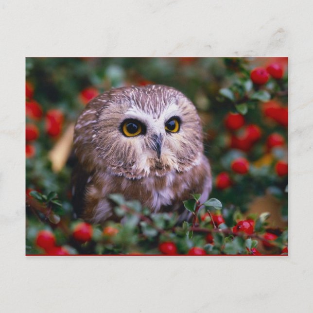uilen postcard (Front)