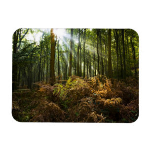 UK, England. Rays of sunlight streaming through Magnet