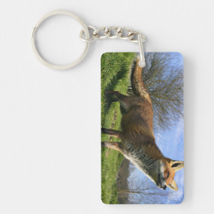 UK, England. Red Fox Vulpes vulpes) in Key Ring