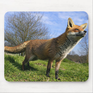 UK, England. Red Fox Vulpes vulpes) in Mouse Mat