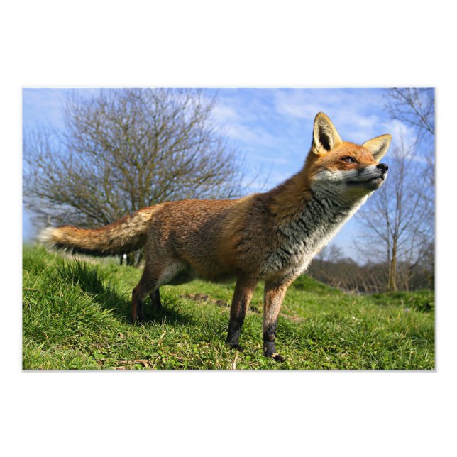 UK, England. Red Fox Vulpes vulpes) in Photo Print (Front)
