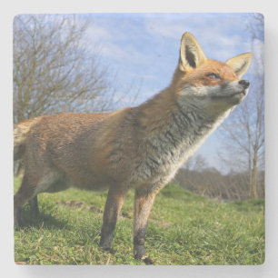 UK, England. Red Fox Vulpes vulpes) in Stone Coaster
