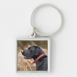UK, England, Suffolk, Thetford Forest, Black 3 Key Ring