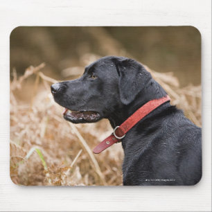 UK, England, Suffolk, Thetford Forest, Black 3 Mouse Mat