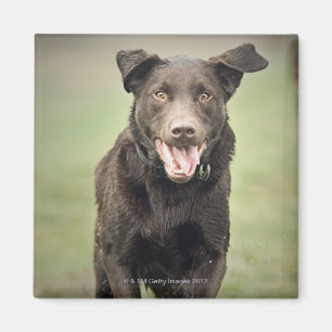 UK, England, Suffolk, Thetford Forest, Black dog Magnet