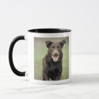 UK, England, Suffolk, Thetford Forest, Black dog