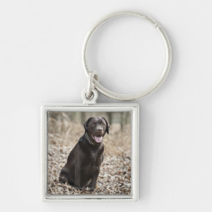 UK, England, Suffolk, Thetford Forest, Black Key Ring
