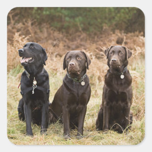 UK, England, Suffolk, Thetford Forest, Portrait Square Sticker