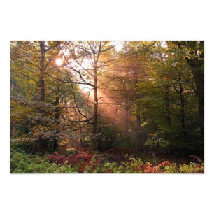 UK. Forest of Dean. Sunbeam penetrating a Photo Print