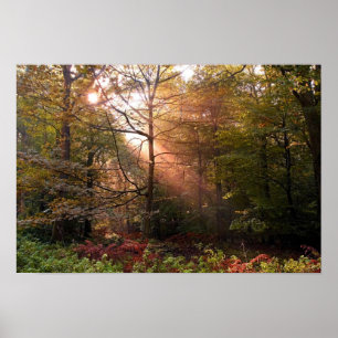 UK. Forest of Dean. Sunbeam penetrating a Poster