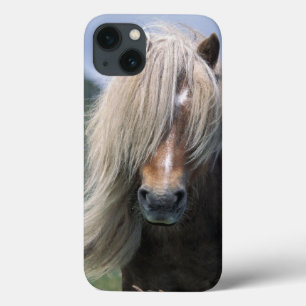 UK, Scotland, Shetland Islands, Shetland pony iPhone 13 Case