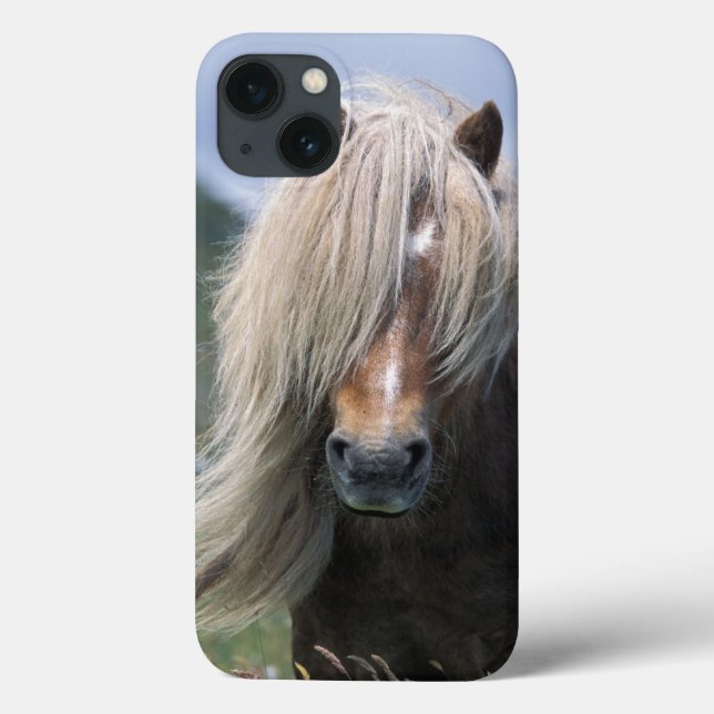 UK, Scotland, Shetland Islands, Shetland pony Case-Mate iPhone Case (Back)