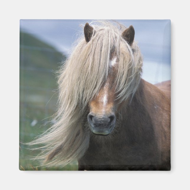 UK, Scotland, Shetland Islands, Shetland pony Magnet (Front)