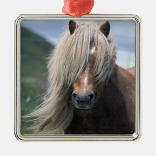 UK, Scotland, Shetland Islands, Shetland pony Metal Tree Decoration