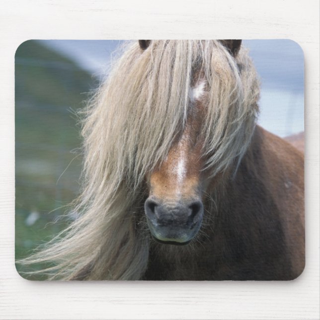 UK, Scotland, Shetland Islands, Shetland pony Mouse Mat (Front)