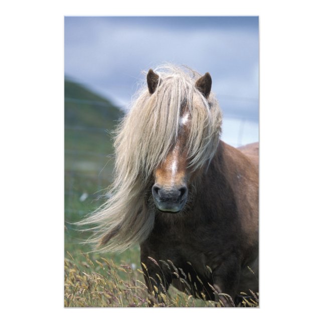 UK, Scotland, Shetland Islands, Shetland pony Photo Print (Front)