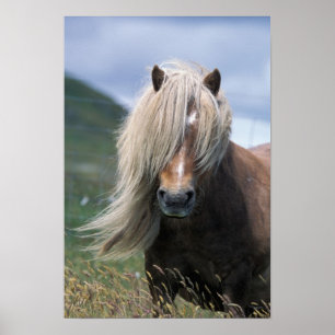 UK, Scotland, Shetland Islands, Shetland pony Poster