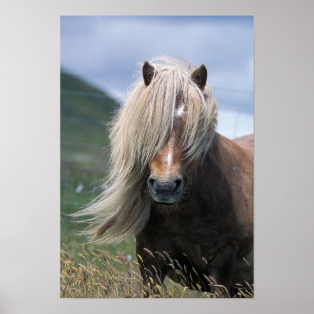 UK, Scotland, Shetland Islands, Shetland pony Poster (Front)