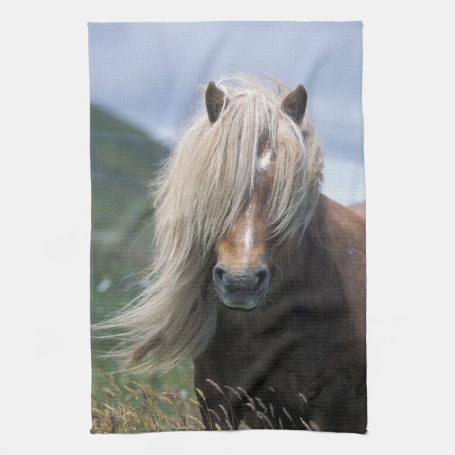 UK, Scotland, Shetland Islands, Shetland pony Tea Towel (Vertical)