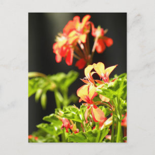 Ukrainian Flowers Postcard