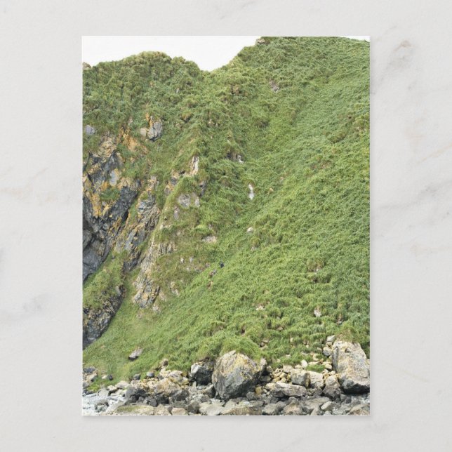 Ulak Island Postcard (Front)