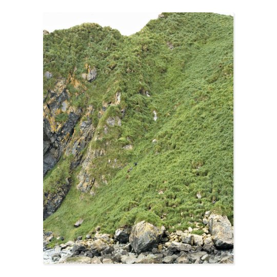 Ulak Island Postcard