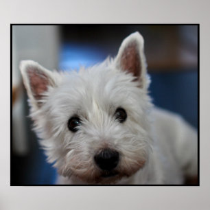 Ultra Cute Pestie Westie White Terrier Poster