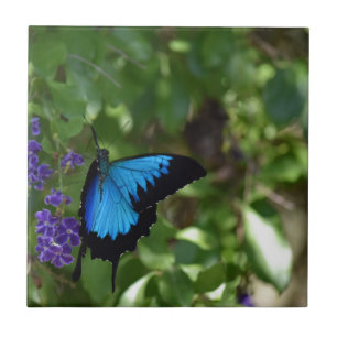 ULYSSES BLUE BUTTERFLY QUEENSLAND AUSTRALIA TILE