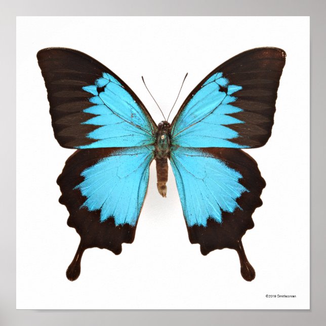 Ulysses Butterfly Poster (Front)