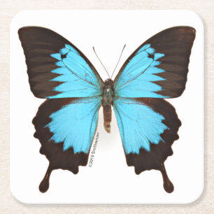 Ulysses Butterfly Square Paper Coaster