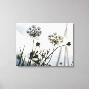 Umbels Flowers Outline - Floral Art Photography Canvas Print