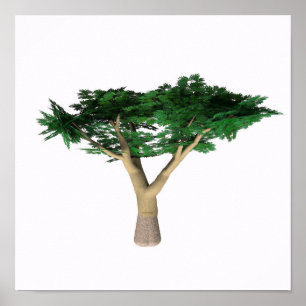 Umbrella Acacia Tree Poster