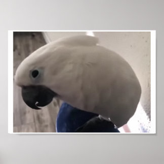 umbrella cockatoo's amazing personality poster