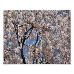 Umbrella Of Spring Blossoms Flower Photo Print