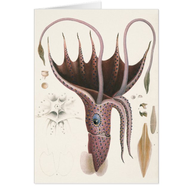 Umbrella Squid, Vintage Marine Life Animals (Front)