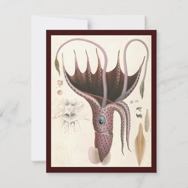 Umbrella Squid, Vintage Marine Life Animals (Front)